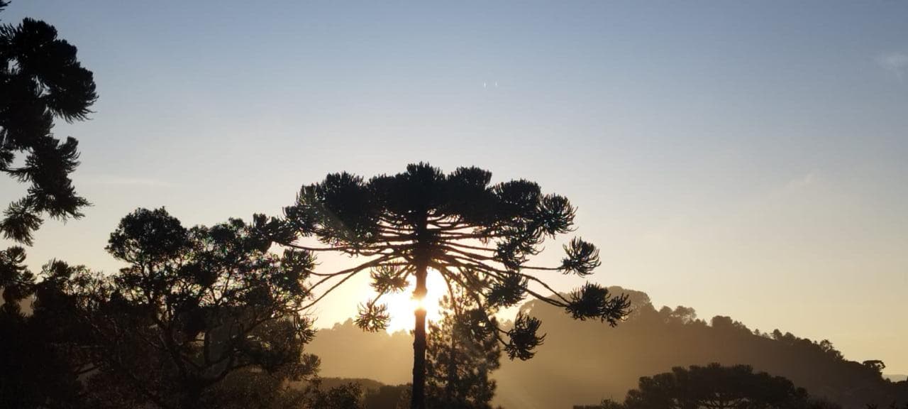 Araucária em silhueta contra o sol baixo, com morros enevoados ao fundo