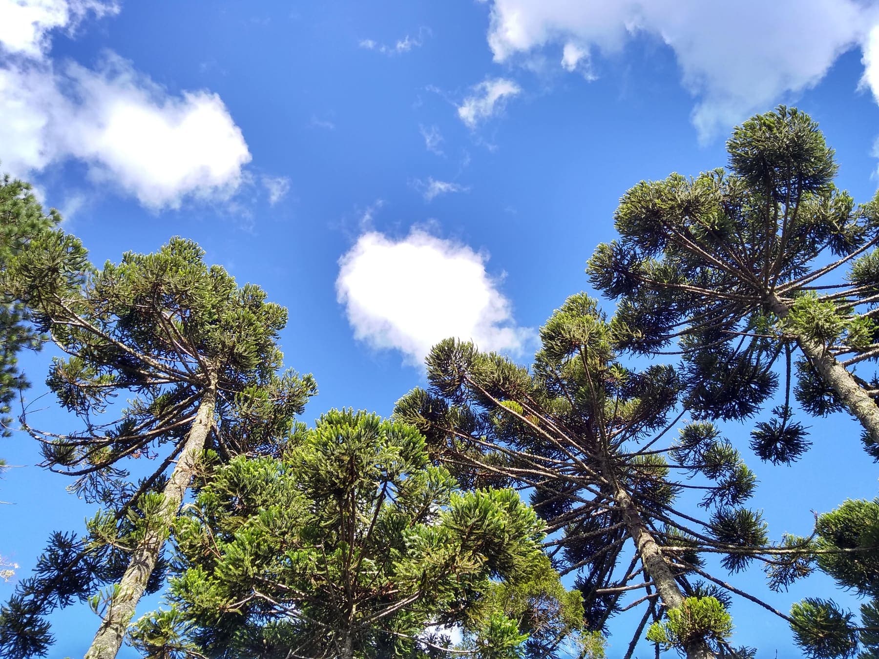 Copas de araucárias vistas de baixo contra o céu azul