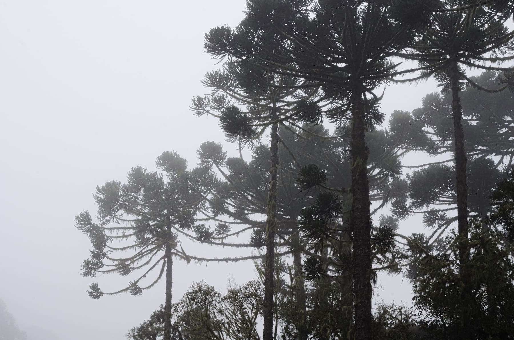 Araucárias altas envoltas em neblina