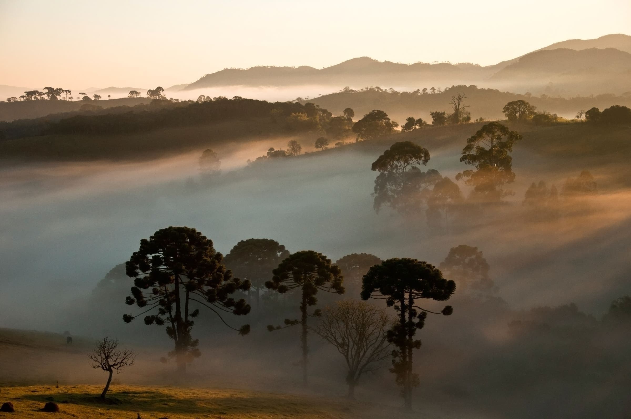 Araucárias em meio à neblina ao amanhecer
