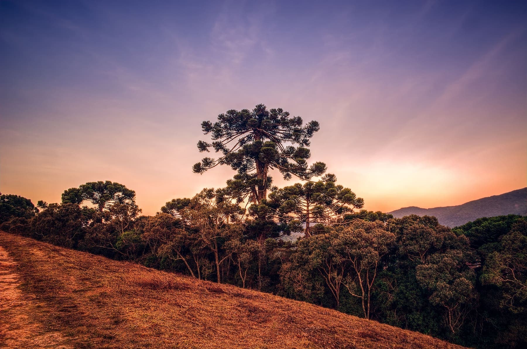 Araucária isolada no alto de um morro ao entardecer